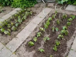 Jak zasiać fasolkę szparagową - Proste wskazówki dla każdego ogrodnika