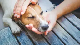 Objawy śmierci psa ze starości – jak je rozpoznać i co robić