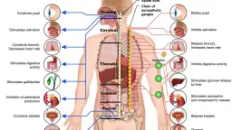 Schemat układu nerwowego człowieka, pokazujący połączenia rdzenia kręgowego z narządami i ich funkcjami.