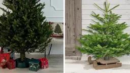 Czym owinąć doniczkę choinki, aby skutecznie chronić przed zimnem?