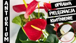Anturium trujące? Objawy, pierwsza pomoc i bezpieczna uprawa