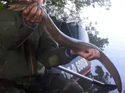 Rekord węgorza w Polsce – zaskakujące osiągnięcia i kontrowersje