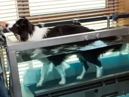 Ile zarabia fizjoterapeuta zwierząt? Zaskakujące różnice w wynagrodzeniu