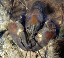 Czym się żywi rak wodny? Odkryj jego zaskakującą dietę