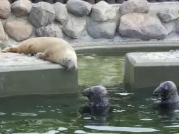 Fokarium Hel – dlaczego nie możesz zabrać psa ze sobą?