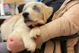 Czy weterynarz zgłasza uśpienie psa? Ważne informacje dla właścicieli