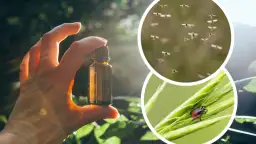 Czy perfumy odstraszają komary? Odkryj skuteczne zapachy, które pomagają