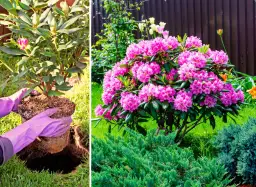 Aranżacje z rododendronami: co sadzić, by rabata olśniewała?