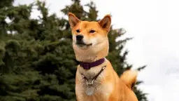 Obroża czy krople na kleszcze - co lepsze dla Twojego psa?