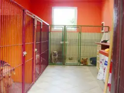 Jak założyć hotel dla psów: Kluczowe kroki i pułapki do uniknięcia