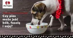 Czy pies może jeść czerwoną fasolę? Bezpieczeństwo i zagrożenia w diecie psa
