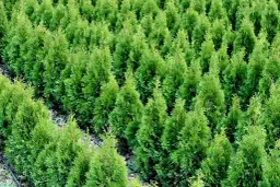 Ile rosną tuje na rok? Sprawdź, jak przyspieszyć wzrost żywotników!