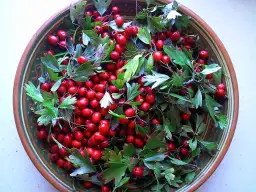 Jak prawidłowo suszyć głóg na herbatę: najlepsze sposoby i metody suszenia