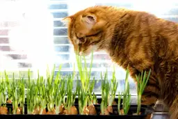 Czy koty mogą jeść cebulę? Dowiedz się, jak uniknąć zagrożeń dla zdrowia.