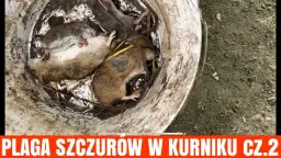 Gdzie wyrzucić trutkę na szczury - bezpieczna utylizacja krok po kroku