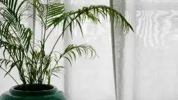 Kwiaty które nie potrzebują słońca – piękne rośliny do cienia