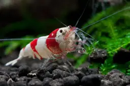 Jak najlepiej karmić krewetki w akwarium z rybkami? Wszystko, co musisz wiedzieć o prawidłowej diecie i interakcjach