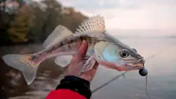 Złowiony sandacz z przynętą w pysku. To dowód, że najlepsze przynęty na sandacza działają!