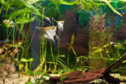 Ile wody destylowanej dodać do akwarium? Najlepsze proporcje wody destylowanej i kranowej do zdrowego akwarium.