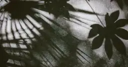  Liście leszczyny - właściwości i zastosowanie. Prosta receptura na herbatkę