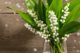 Dlaczego konwalie nie kwitną? Odkryj przyczyny i rozwiązania