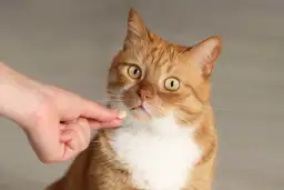 Pomoc w podaniu kotu tabletki na odrobaczenie. Rude futerko, wielkie oczy i mała tabletka na palcu.