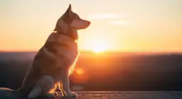 Historia Akiego - psa, który zainspirował Agnieszkę Boczulę do stworzenia klubu