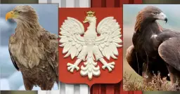 Orzeł Biały: Gdzie jest i dlaczego? Poznaj symbole Polski