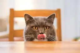 Czy koty mogą jeść popcorn? Odkryj niebezpieczeństwa i zasady