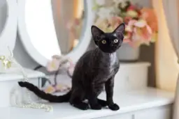 Czarny kot rasy Devon Rex z kręconą sierścią siedzi na białej komodzie obok lustra i kwiatów.