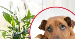 Skrzydłokwiat trujący dla psa? Poznaj objawy i ratuj pupila!