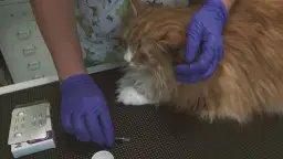 Jak podać kotu tabletkę na odrobaczanie bez stresu i problemów