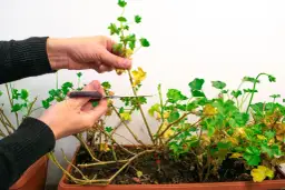 Jak zimować pelargonie aby przetrwały do wiosny: skuteczne sposoby