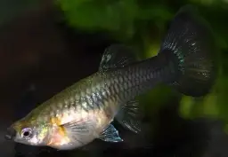 Jak rozmnażają się gupiki? Poznaj sekrety ich rozmnażania w akwarium