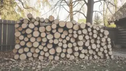 Czy brzoza nadaje się do kominka? Właściwości i zalety drewna brzozowego