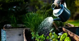 Jak uprawiać warzywa w skrzyniach: proste kroki do sukcesu w ogrodzie