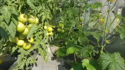 Jak uprawiać pomidory pod folią, aby uniknąć najczęstszych błędów