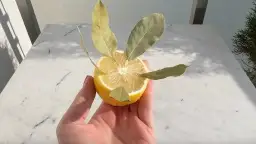 Zastosowanie liści cytryny w kuchni i nie tylko - poradnik