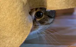 Objawy lęku separacyjnego u kota: Czy Twój pupil cierpi w samotności?