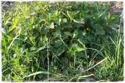 Jak belica chwast zagraża uprawom i jak skutecznie ją zwalczać