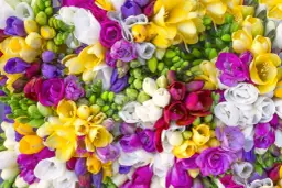 Frezje nie zimują w gruncie - poznaj zasady bezpiecznego przechowywania