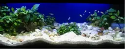 Jakie podłoże do akwarium wybrać, aby uniknąć problemów z roślinami?