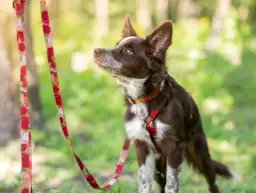 Obroża czy szelki dla border collie - co wybrać dla aktywnego psa?