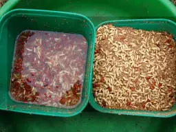 Ziemia z kretowiska w zanęcie: Darmowy trik na więcej ryb