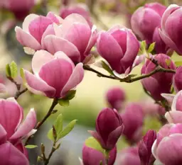 Co kwitnie w maju drzewa? Odkryj piękne kwiaty wiosny