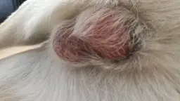 Badanie jąder u szczeniaka: kiedy i jak? Praktyczny przewodnik