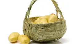 Sennik Ziemniaki Surowe: Duże Ziemniaki, Gotowane, Wykopane, Zbierać