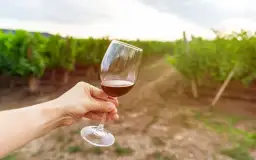 Ręka trzyma kieliszek czerwonego wina na tle winnicy. To idealne miejsce, by poczuć smak krainy z kiszyniowem.