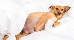 Ile czasu suka jest w ciąży? Poradnik dla właścicieli psów