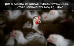 Ile trwa hodowla kurczaka? Zaskakujące fakty o czasie wzrostu